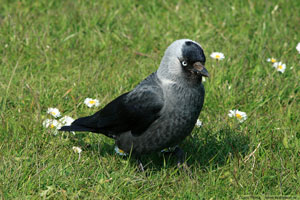 Kaja, Corvus monedula